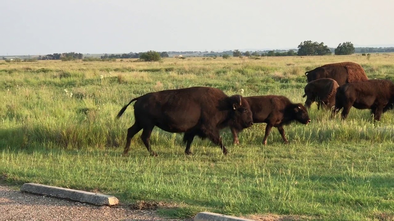 Bison/Buffalo crossing, Texas. - YouTube