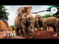 Orphaned baby elephants enjoying a milk feed | 8th July 2020 | Sheldrick Trust