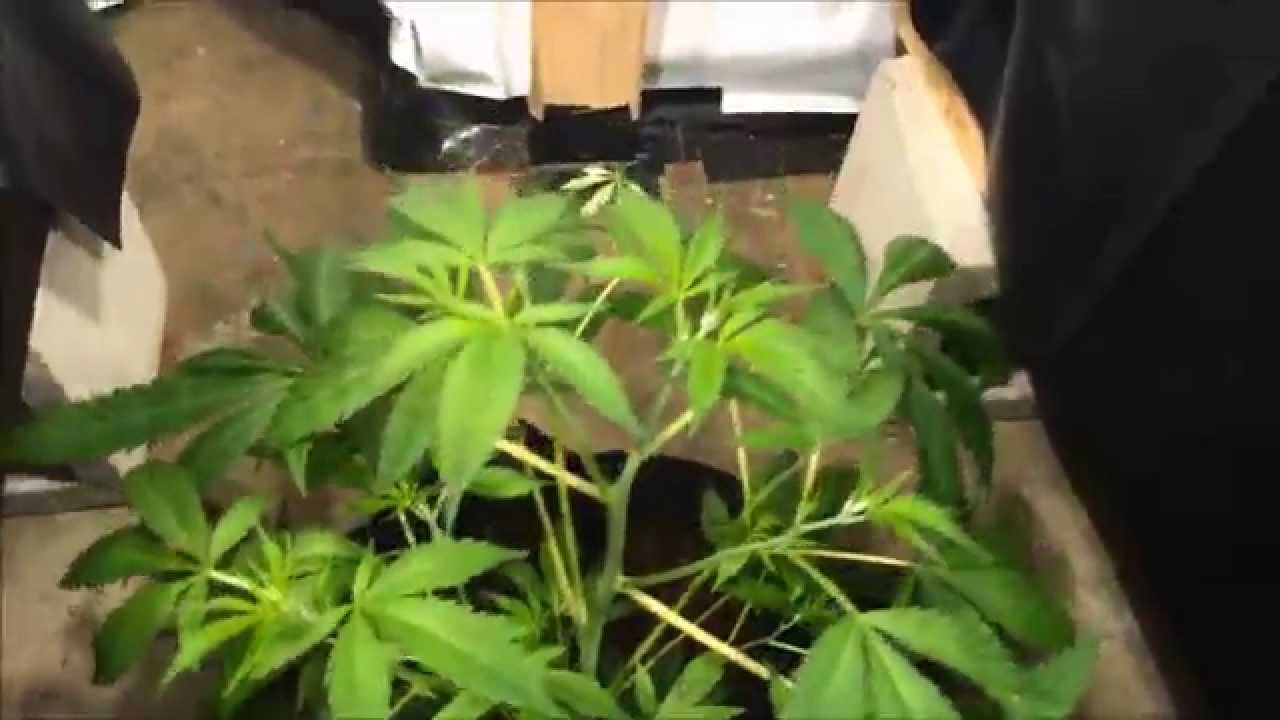 Fabric Pot Grow Off  - Day 3 Flower