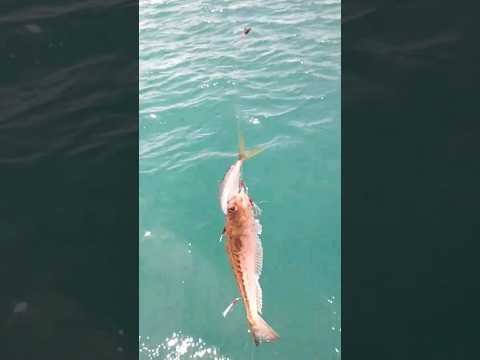 Морской Дракон Самый