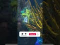 Soft Aquarium In 4K HDR Dolby Vision Demo #shorts #shortvideo