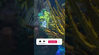 Soft Aquarium In 4K HDR Dolby Vision Demo