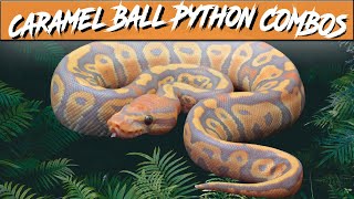 Famous Caramel Ball Python Morph Combos | Jack's Reptiles Profile