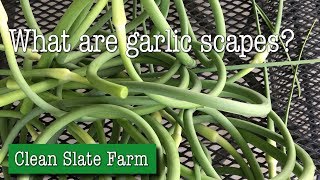 Scapes are the flower head of hard neck garlic. you need to cut them
off promote better bulb growth. then can roast, saute, or grill them.
tasty stuff...