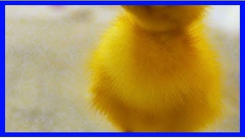 Podcast: the science of the apocalypse, and abstract thinking in ducklings