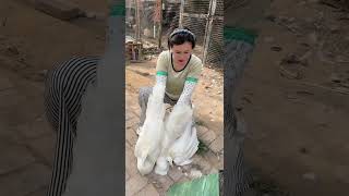 The.Xuyuanlianmaiguagua#shorts #trendingvideo #funny #animallovers  😱💯🎉 #funny Net Worth