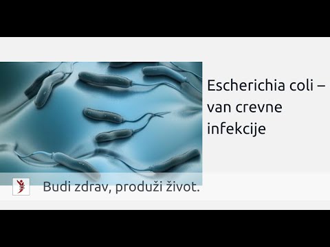 Escherichia coli – van crevne infekcije