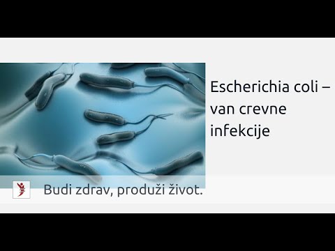 Video: Vai E. Coli Ir Lipīgs? Transmisija, Simptomi Un Profilakse