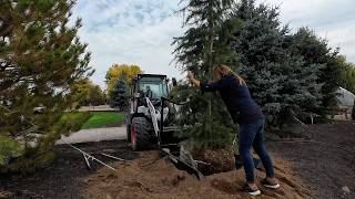 Planting 10 Trees & Digging the Last of the Potatoes! 🌲🌳🥔 // Garden Answer