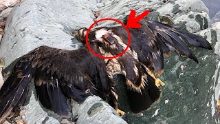 A man found an EAGLE with a GPS tracker. He connected it to a computer and couldn’t believe his eyes