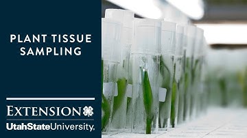Plant Tissue Sampling