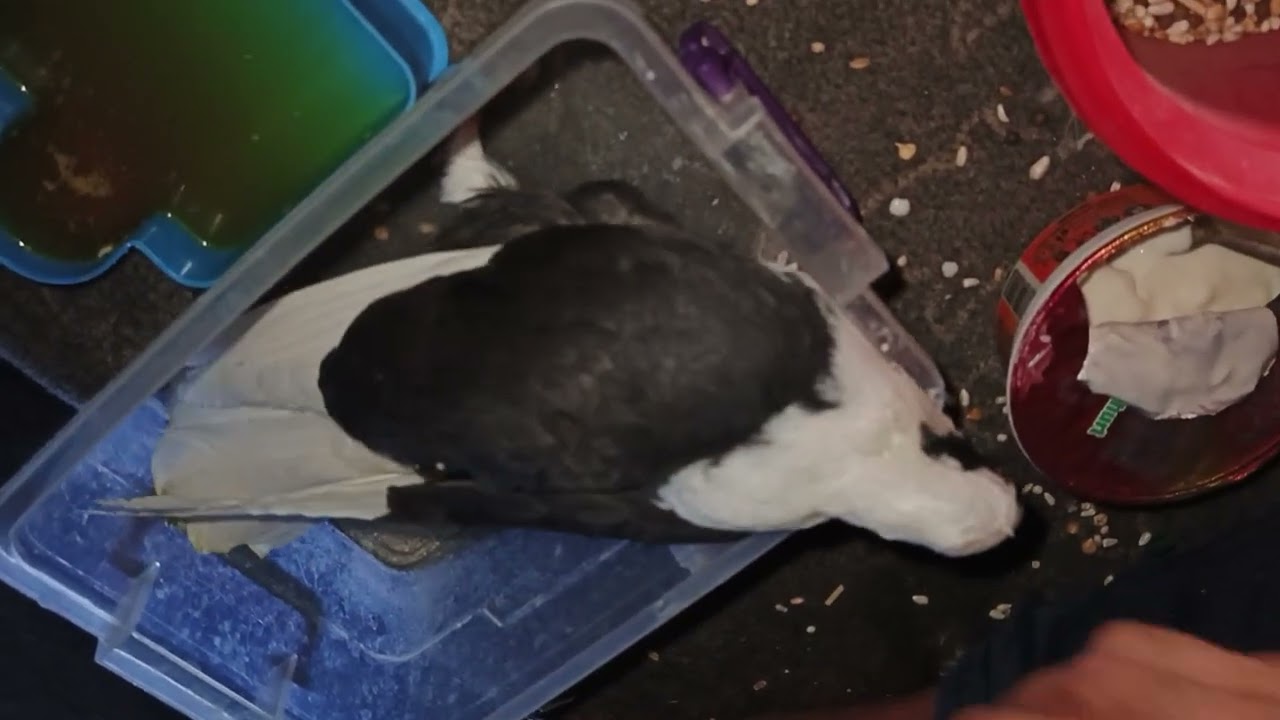 #العراق_السعودية_قطر_الامارات_الكويت_البحرين_اليمن_الخليج_سوريا_مصر_لبنان_الجزائر_تونس_المغرب_قطر_