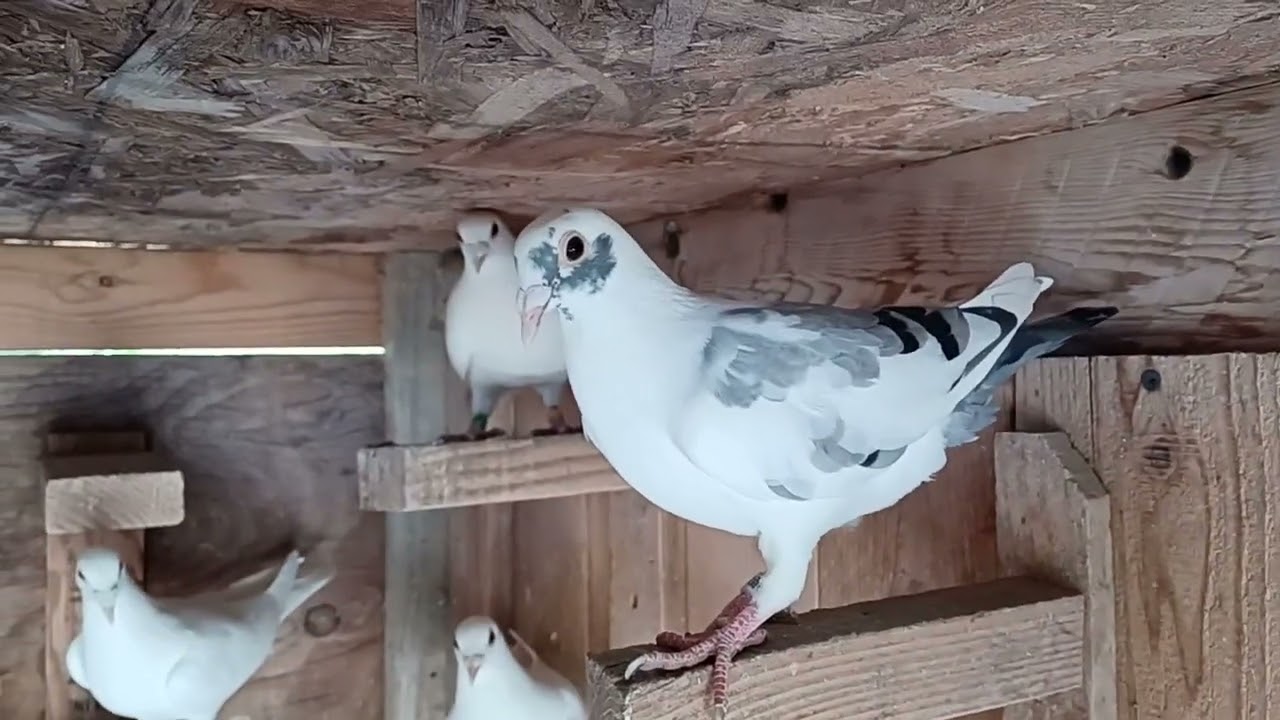 Feeding and showing you guys the homing pigeons And some new young ones added to the flying loft