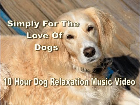 Video: Hyperaktivitet Hos Hunde
