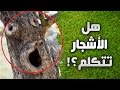 إكتشافات هل تتكلم الأشجار حق ا 