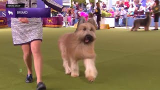 Briards | Breed Judging 2024