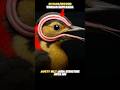 Woodpecker Itna Zor Se Sir Kyun Maarta Hai 🤯 1400 G Force Shock! Amazing Bird Facts