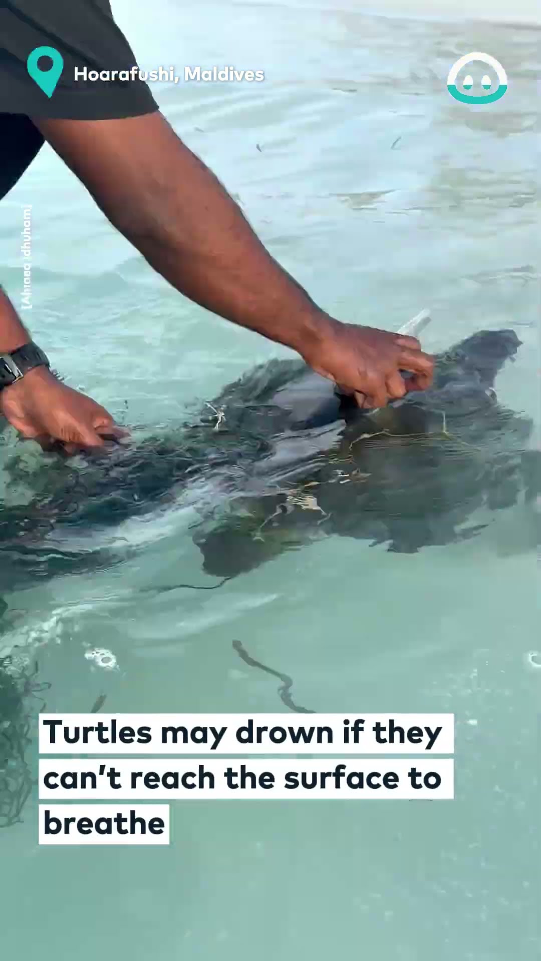 Entangled Turtle Gets Rescued || ViralHog