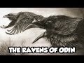 Odin's Mythical Ravens - Huginn and Muninn (Norse Mythology Explained)