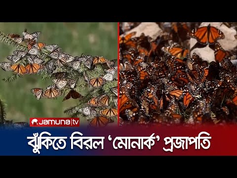 ভিডিও: মোনার্ক প্রজাপতি: উন্নয়নমূলক বৈশিষ্ট্য এবং বাসস্থান