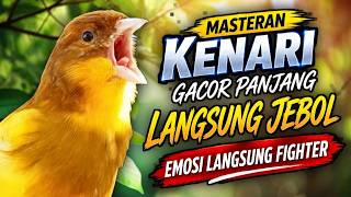 Masteran KENARI GACOR PANJANG NEMBAK RAPAT Cengkok Mewah, PANCINGAN KENARI PAUD Ngeriwik Biar GACOR