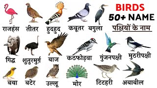 50 Birds Name in English and Hindi With Pictures | पक्षियों के नाम | Birds Name With Pictures