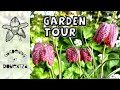 Tour of my Garden in April - tulips, choice woodland plants & the dreaded box blight