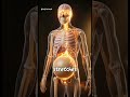 What happens when your bladder is at maximum capacity #humananatomy #ai #health