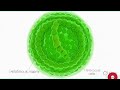 Nostoc (Blue Green Algae) – Structure, Reproduction and Importance