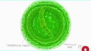 Nostoc (Blue Green Algae) – Structure, Reproduction and Importance