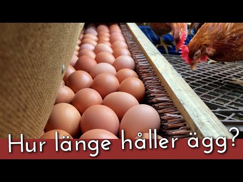 Video: Hållbarhet För ägg