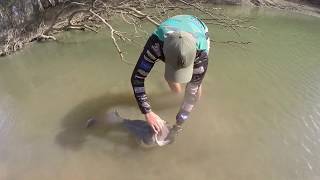 101cm Murray Cod
