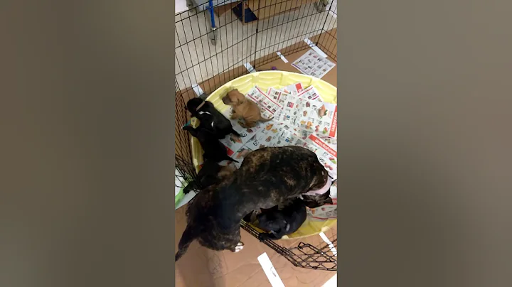 Rosie and Jody's litter 8/9/19
