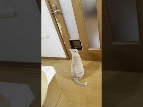 猫扉があるのにドアを開けることを選択した猫 #Shorts