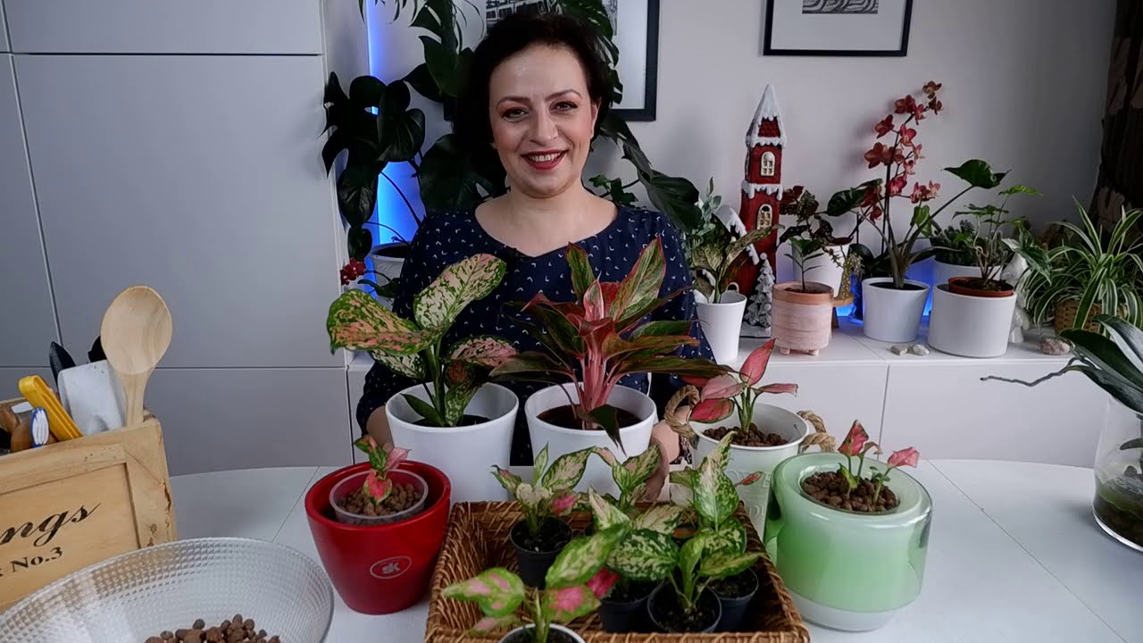 Çin Herdemyeşili Bakımı (Aglaonema ) | Pembe Kızları Kil Bilyesine Geçirdim