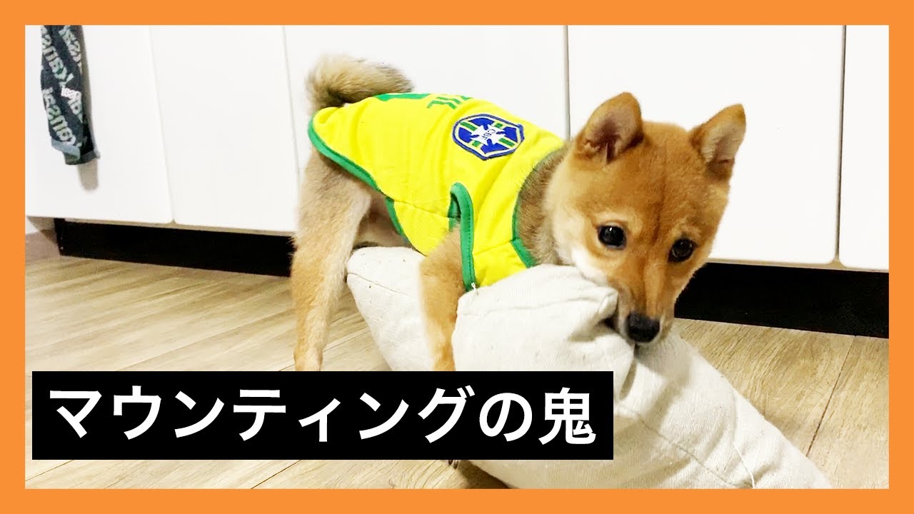 マウンティング 腰フリが止まらない悪ガキころ 柴犬 Youtube マウンティング 腰フリが止まらない悪ガキころ 柴犬 Youtube