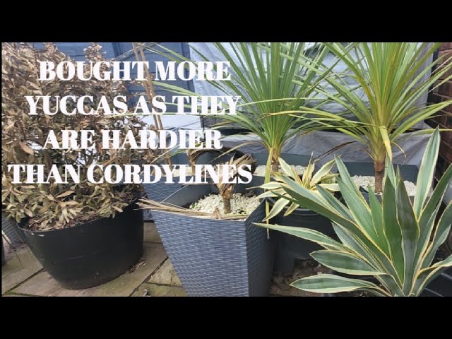 BUY YUCCAS, CORDYLINES or both - plants down to -20°C - YouTube