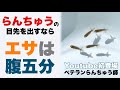 【目からウロコ】らんちゅう当歳春の創り方 泳げる魚は最初から違う 目先•ボディは初期段階で創る Youtube初登場のベテランらんちゅう師鈴木貴光さんに色々教えていただきました🤭金魚愛好家宅ご訪問