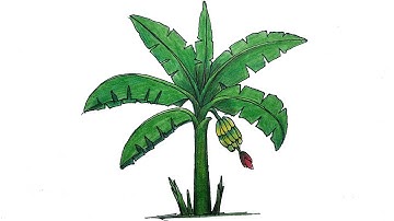 How to Draw Banana Tree  Step by Step (Very Easy)