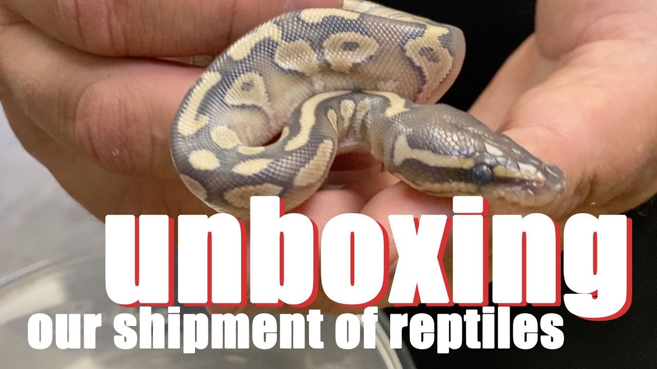 Unboxing a new shipment of Reptiles for Predators Reptile Center in