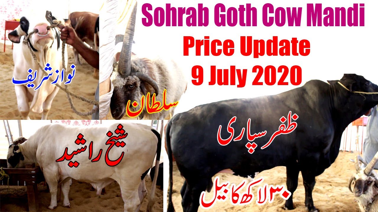 Cow Mandi karachi Cattle Farm Prices Update 2020 Karachi Cow Mandi