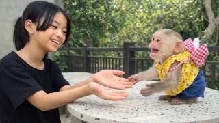 Baby Monkey Baba Overjoyed as Sister Xu Surprises Him with a Heartwarming Visit