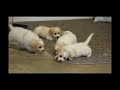 Cavachon Puppies For Sale Cavachon Puppies For Sale