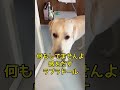 知らないフリは天下一 毎日どこかでいたずらラブラドール #shortvideo #shorts #animals #いたずら