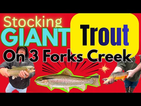 Trout Stocking Virginia