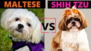 MALTESE VS SHIH TZU - Which one should you choose? (Breed Comparison)!
