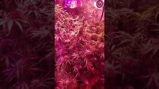 Ecosunlite Cree led growjng autoflowering