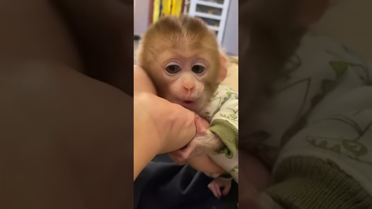 les bébé singe sont tellement mignon 
