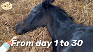 Arabi 1-30 days | Bottle-fed Arabian foal 🍼🐴