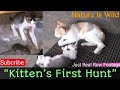 Cute Kitten vs Little Mouse | Unexpected Ending  🐱🐭       #viralvideos #trending #NIRUBoys #kitty 